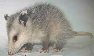 Opossum