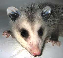 opossum