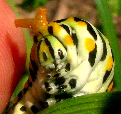 osmeterium on Black Swallowtail caterpillar