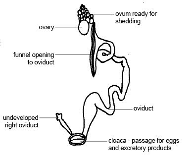 Female reproductive organs of a bird; image courtesy of Ruth Lawson, Otago Polytechnic, New Zealand, & Wikimedia Commons