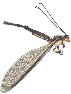Owlfly, family Ascalaphidae