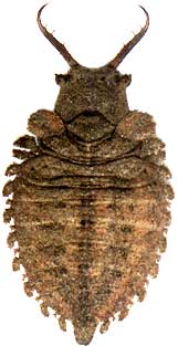 Owlfly larva, Ascalaphidae