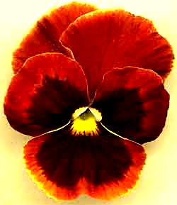 pansy flower