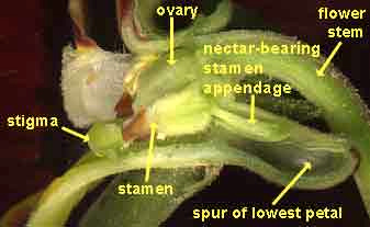 cross section of a pansy flower