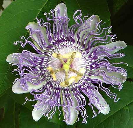 Passion Flowers