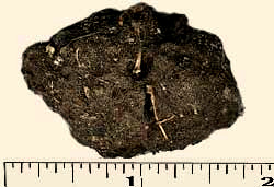 owl pellets