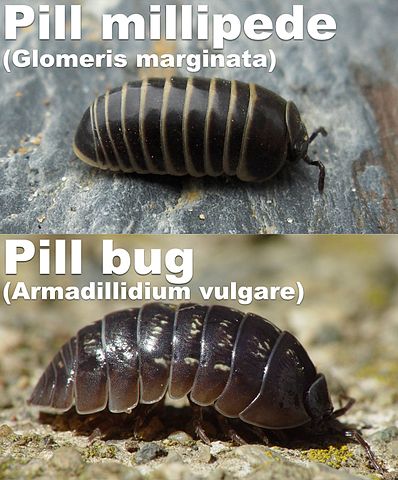 Glomeris vs Armidillidium; image courtesy of 'Kazvorpal' at English Wikipedia