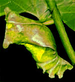 Podamas Swallowtail chrysalis