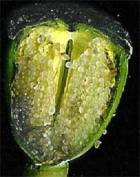 Poppy Fruit