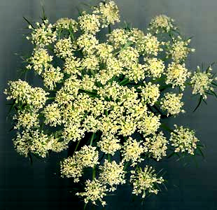 umbel of a flowering garden carrot, Daucus carota