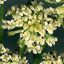 umbellet of carrot flower, Daucus carota