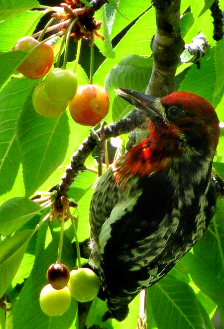 Red-breasted Sapsucker, Sphyrapicus ruber, in southwestern Oregon