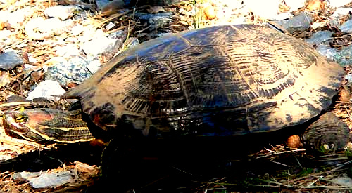 Red-eared Turtle