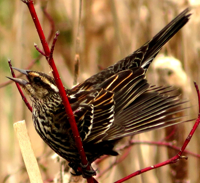 precopulation display of female Red-winged Blackbird, Agelaius phoeniceus; image © Laura Maskell, Ontario, Canada