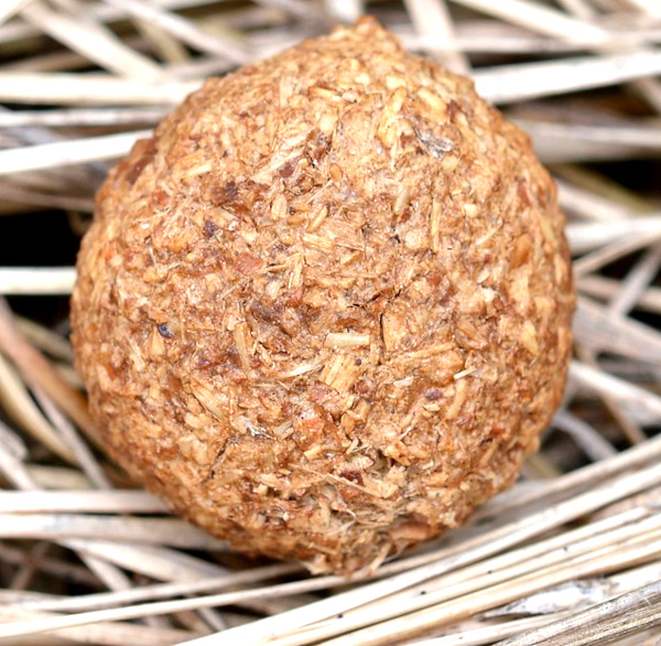 Eastern Cottontail (Sylvilagus floridanus) feces in Guelph, Ontario, Canada; photo courtesy of Ryan Hodnett