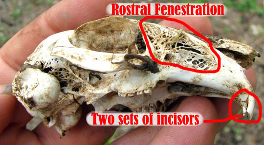 rabbit skull showing rostral fenesration and two sets of incisors