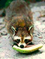 Raccoon