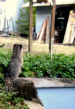 Raccoons in the backyard