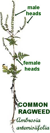 Common Ragweed, Ambrosia artemisiifolia