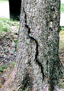 Gray Rat Snake, Elaphe obsoleta, image by Kenneth Myron Bonnell in Greenville, Mississippi
