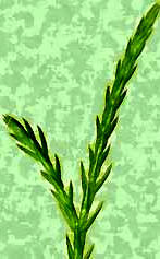 scales of Redcedar twig