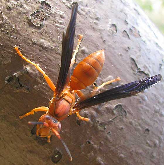 Red Wasp POLISTES cf. PERPLEXUS