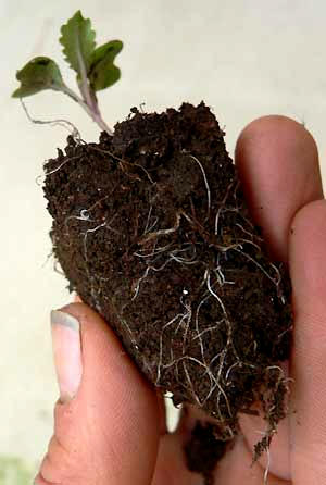 fibrous roots of potted cabbage set