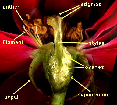 structure of a rose blossom