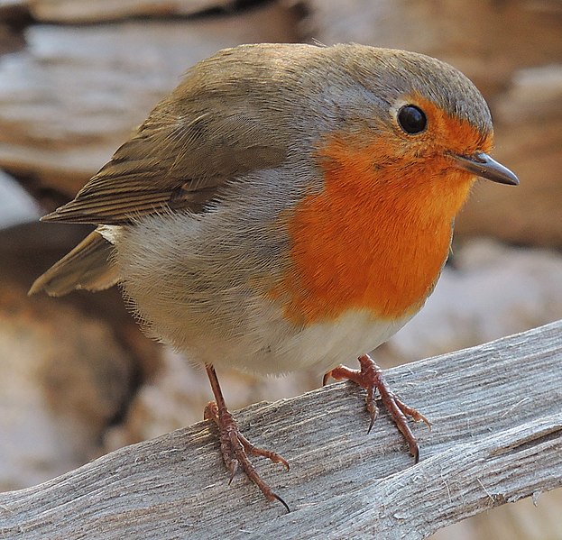 European robin, Erithacus rubecula; photo courtesy of 'xulescu_g' and Wikimedia Commons