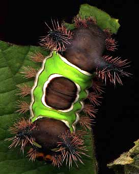 Saddleback Caterpillar, Sibine stimulea