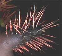 stinging hairs of Saddleback Caterpillar, Sibine stimulea