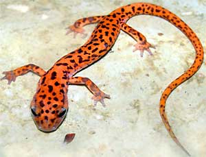 Cave Salamander, Eurycea lucifuga; Photo by Bruce J. Morgan