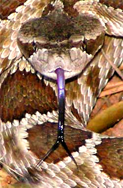 Western Rattlesnake, CROTALUS OREGANUS, photo by Andre Sage of Nevada