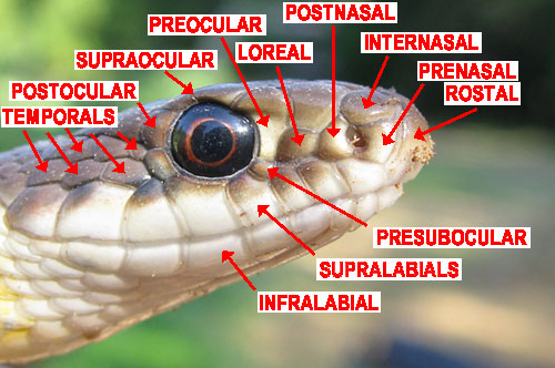 scales on snake head