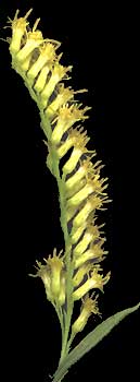 goldenrod flowering heads of Solidago canadensis