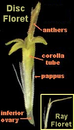 Disc and ray florets of a Canada Goldenrod, Solidago canadensis