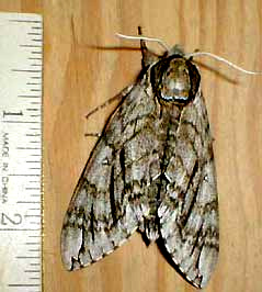 Ceratomia undulosa, Waved Sphinx Moth