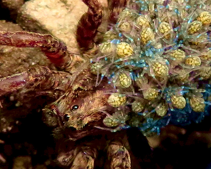 wolf spider spiderlings on back of mother