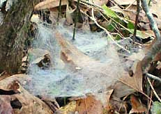 Funnel Web