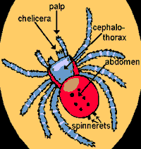 spider structure