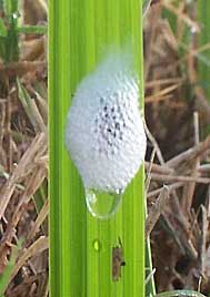 Spittle Bug