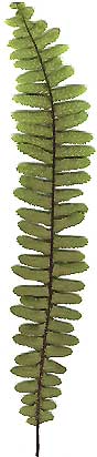 frond of Ebony Spleenwort, Asplenium platyneuron