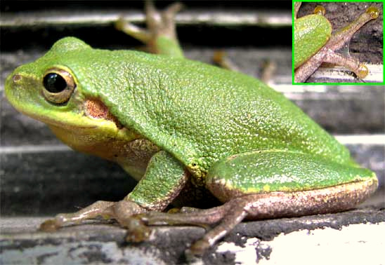 Squirrel Treefrog, Hyla squirella, in southwestern Mississippi