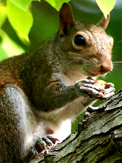 Eastern Gray Squirrel