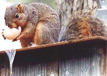 squirrel eating wood-duck egg, photo by Ken Bonnell in Mississippi