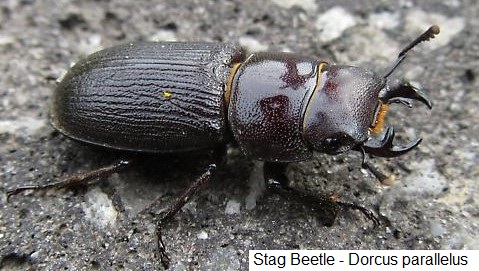Stag beetle, Dorcus parallelus