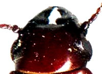 mandibles of female Stag Beetle, genus Platycerus