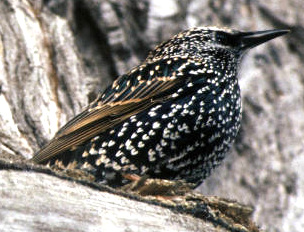 European Starling, Sturnus vulgaris; photo courtesy of US Fish & Wildlife Service