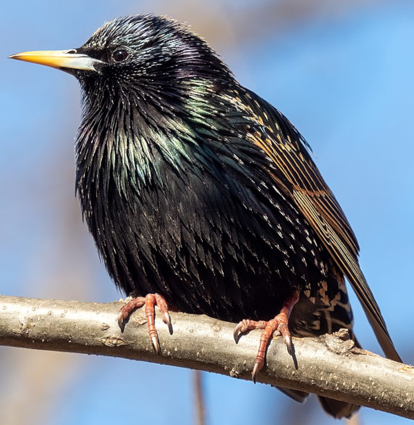 European Starling; photo courtesy of 'Rhododendrites' and Wikimedia Commons