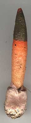 Stinkhorn, Mutinus caninus